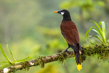 Montezuma Orogendola taken in central Costa Rica