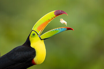 Keel-billed Toucan food toss taken in central Costa Rica