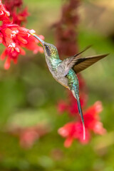 Green Hermit male taken in central Costa Rica