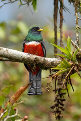 Collared Trogon male taken in central Costa Rica