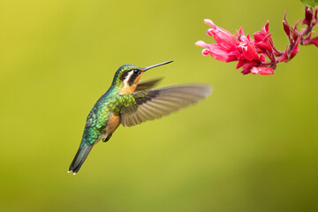 Purple-throated Mountain-gem female taken in central Costa Rica