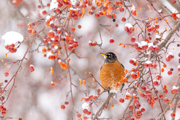 American Robin in crabapple tree in winter taken in southern MN