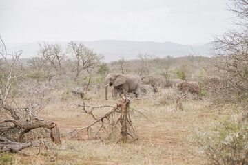 The African elephant (Loxodonta) is the Loxodonta genus, two species of endangered species....