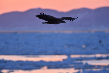 Fototapeta na wymiar Bird watching with floating ices in winter