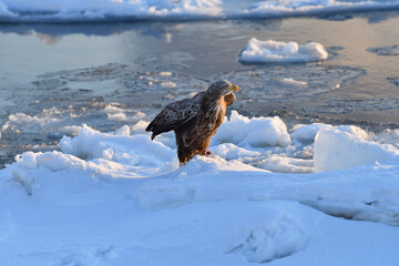 Bird watching with floating ices in winter