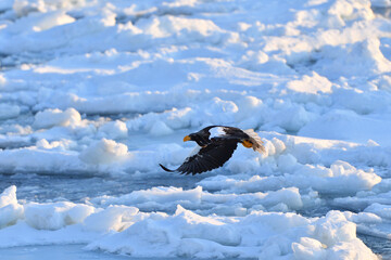 Bird watching with floating ices in winter