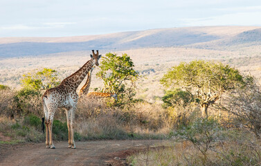 
Large numbers of giraffes live in Hluhluwe iMfolozi Park in South Africa. They are under protection.