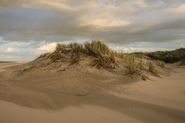 new, sand dunes on the Dutch Northsea coast with beach grass on the island of Goeree Overflakkee