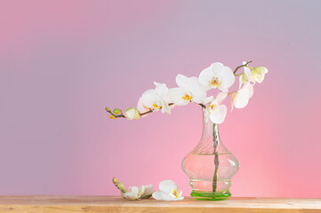 white orchid in vintage glass vase on wooden shelf on background wall