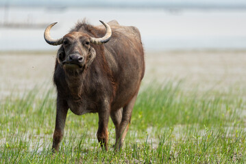 Buffalo on grazing