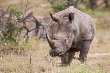 White rhinos (Ceratotherium simum) can be very dangerous when they have puppies with them