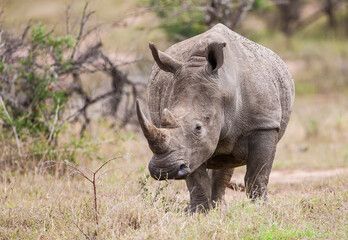 White rhinos (Ceratotherium simum) can be very dangerous when they have puppies with them