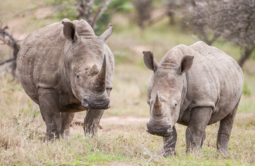 White rhinos (Ceratotherium simum) can be very dangerous when they have puppies with them