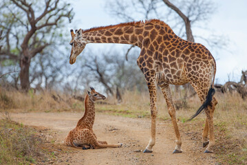 Giraffes, which are an important part of the safari in Africa, are also important for lions and leopards. because ther are eat giraffes.
