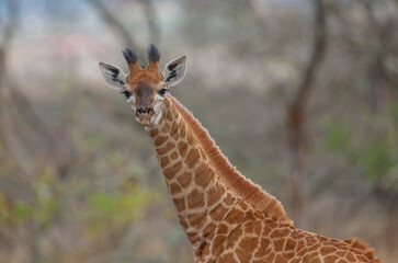 
Large numbers of giraffes live in Hluhluwe iMfolozi Park in South Africa. They are under protection.