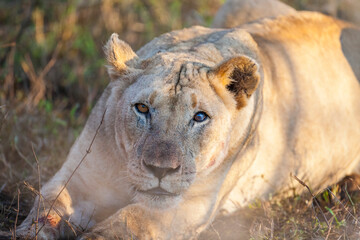 Lions are one of the most important hunters of wild Africa and they are living in groups