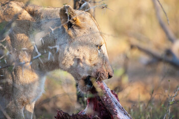 Lions are one of the most important hunters of wild Africa and they are living in groups