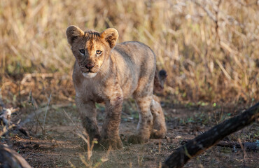 The cubs of lions, which are considered to be the wildest animals of the African continent, are very cute.