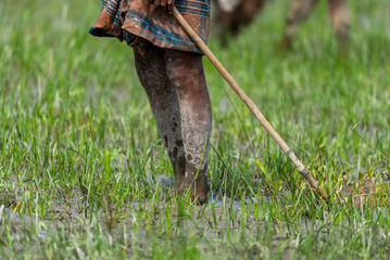 working man in the wetland
