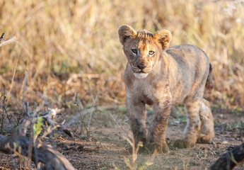 The cubs of lions, which are considered to be the wildest animals of the African continent, are very cute.
