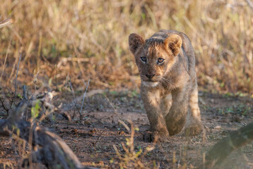 The cubs of lions, which are considered to be the wildest animals of the African continent, are very cute.