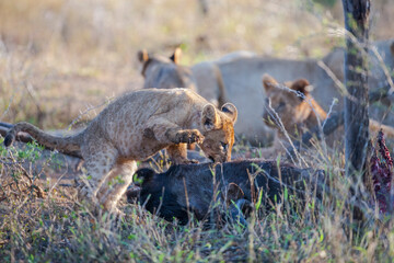 Naklejka na ściany i meble There is a very tight bond between lioness and her cubs in Africa. Lionesses train their cubs on the buffalo they hunt.