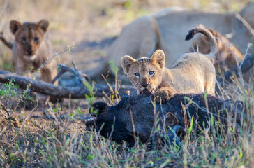 There is a very tight bond between lioness and her cubs in Africa. Lionesses train their cubs on the buffalo they hunt.