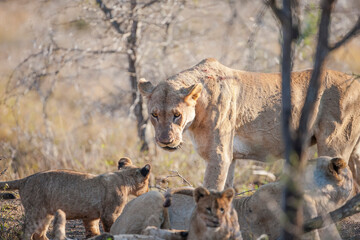There is a very tight bond between lioness and her cubs in Africa.