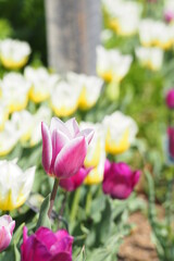 チューリップ