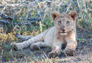 The cubs of lions, which are considered to be the wildest animals of the African continent, are very cute.