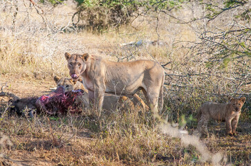 Obraz na płótnie Canvas Lions are one of the most important hunters of wild Africa and they are living in groups