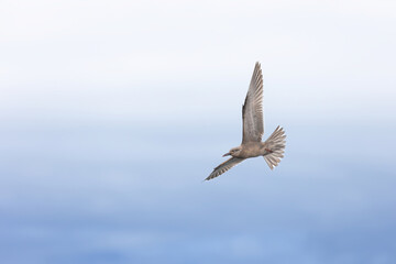 Obraz premium Gaviotín monja