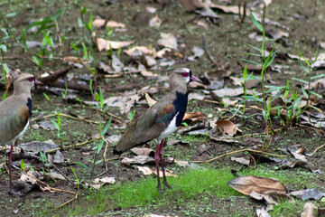 black winged teal  in Venezuela