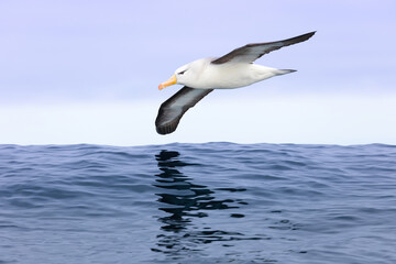 Albatros de ceja negra - Powered by Adobe