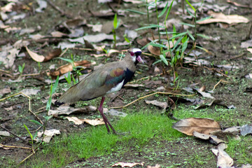 heron on the ground