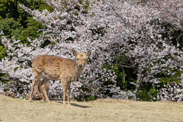 鹿と桜