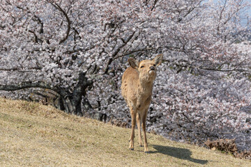 鹿と桜