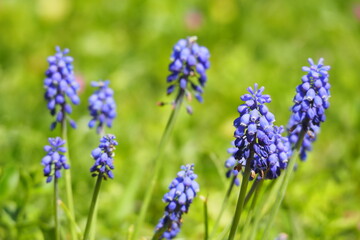 Obraz premium ムスカリの花