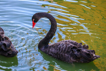 Naklejka premium Black Swan is Swimming in the Lake in Winter Time