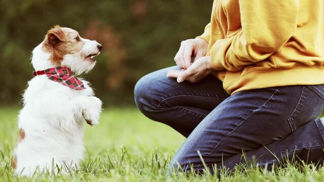 Trainer Owner Giving Dog Treat To Her Trained Sitting, Begging Jack Russell Terrier. Puppy Training Concept.