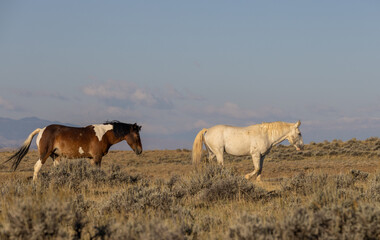 Wild Horses in Autumn in the Wyoming Desert