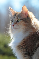 A portrait of Norwegian forest cat female