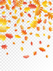 Oak, maple, wild ash rowan leaves vector, autumn foliage on transparent background.