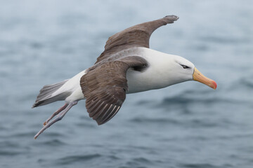 Fototapeta na wymiar Albatros de ceja negra