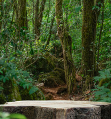 empty top table old wood podium texture in tropical forest greenery plant blurred background with copy space.organic healthy natural product present placement pedestal display,nature jungle design.
