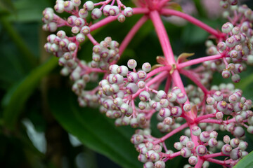 Close up Chandelier Tree, Medinilla cummingii (Melastomataceae)