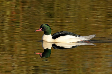 Goosander, Mergus merganser, a colourful single male swimming. Taken at Brandon Marsh Nature Reserve Coventry Warwickshire England UK