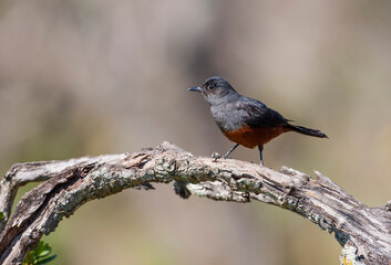 The mocking cliff chat, (Thamnolaea cinnamomeiventris) is a species of chat in the family Muscicapidae which occurs in rocky habitats in much of eastern Sub-Saharan Africa.