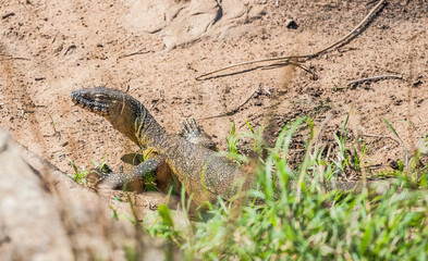 Naklejka na ściany i meble Rock monitor lizard (Varanus albigularis) is a lizard unique to East and South Africa.