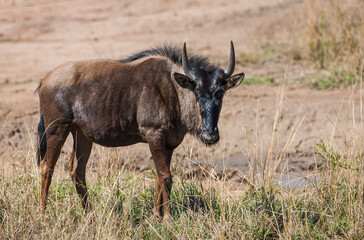 African wildebeests or Ox-headed antelopes (C. taurinus), weighing between 150 -250 kg. Life continents are Africa. Their habitats are on the Serengeti plains. They live an average of 20 years